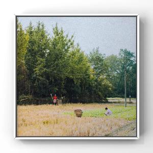 黄片无码免费看
